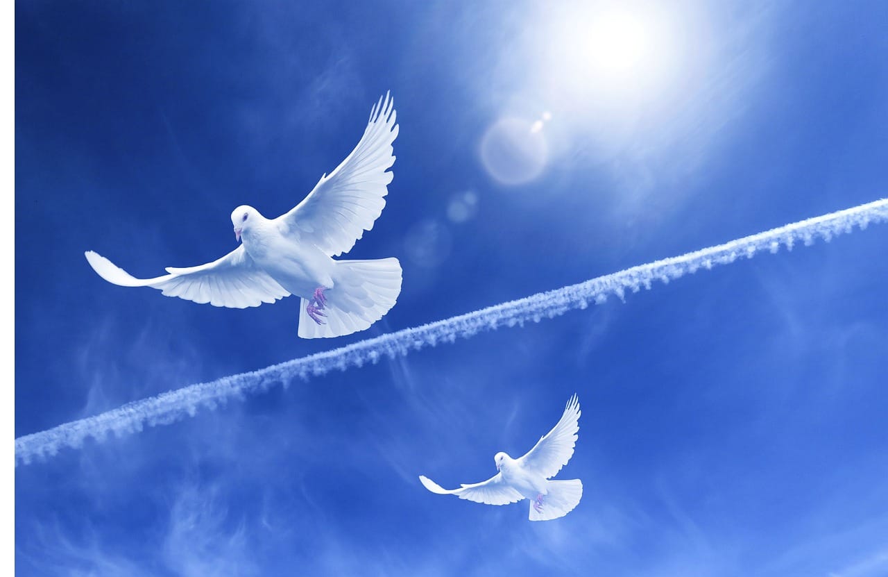 Doves white flight blue sky