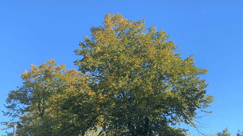 autumnal-tree-bishops-house