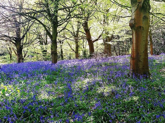 Bill-Hill-bluebells