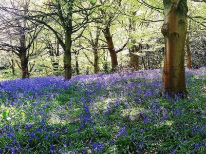 Bill-Hill-bluebells